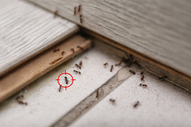 Best Flea Control Services  in West Haven Sylvan, OR